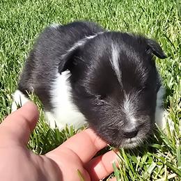 Luna - Black and white female Shetland Sheepdog puppy in Luray, Missouri from Krayola Shelties