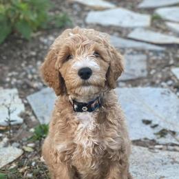 Goldendoodles from Lavish Doodles