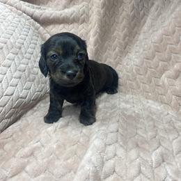Waylon - Brindle male Dachshund puppy in Richmond, Virginia from Paw Prints