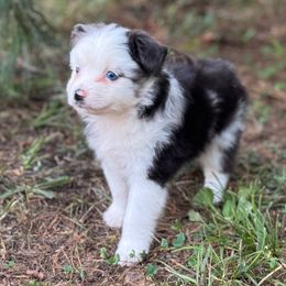 Scottish Terrier and Toy Australian Shepherd Puppies from Pecan Creek