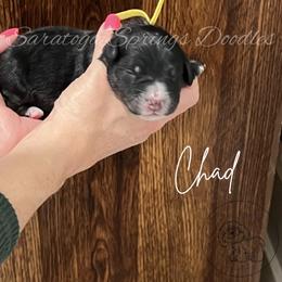 Chad - Black and white male Bernedoodle puppy in Saratoga Springs, Utah from Saratoga Springs Doodles