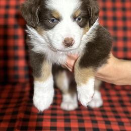 Miniature Australian Shepherd Puppies from All That Auss Mini Aussies