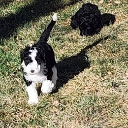Sheepadoodle Puppies from Jaqueline Sparks