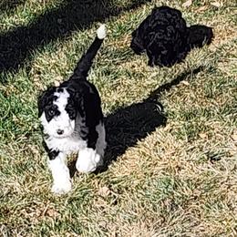 Sheepadoodle Puppies from Jaqueline Sparks
