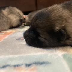 Keeshond Puppies from StarStruck Keeshonden