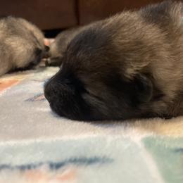 Keeshond Puppies from StarStruck Keeshonden