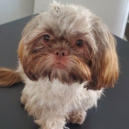 Peaches - Shih Tzu