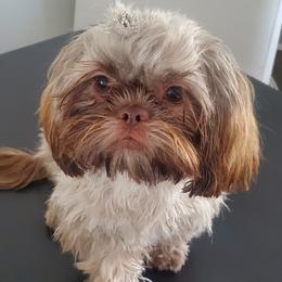 Peaches - Shih Tzu