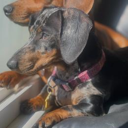 Harlow - Dachshund