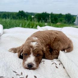 Puppy 7 - Apricot female Irish Doodle puppy in Bloomfield, Iowa from Schooley Doodles