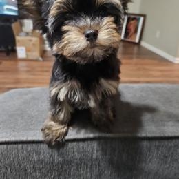 Yorkshire Terrier Puppies from PB Legacy Yorkies