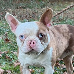 L.D. - French Bulldog
