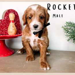 Rocket - Red  male Goldendoodle puppy in Hilton, New York from The House of Goldendoodle