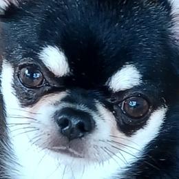Leo - Chihuahua