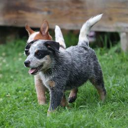 Boy 1 - Blue speckled male Australian Cattle Dog puppy in Gatlinburg, Tennessee from Greenbrier