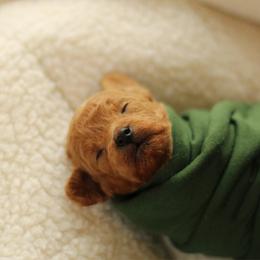 Sweet heart - Red  female Goldendoodle puppy in Eagle Mountain, Utah from Lady Paws Puppies