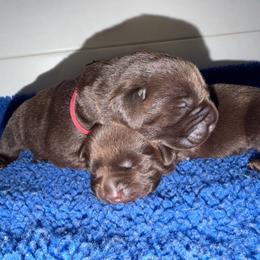 Light Pink - Chocolate female Labrador Retriever puppy in Brooksville, Florida from Lonestar Labradors C&E