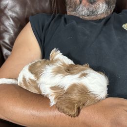Cavalier King Charles Spaniel Puppies from Downton Cavaliers