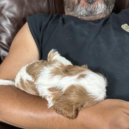 Cavalier King Charles Spaniel Puppies from Downton Cavaliers