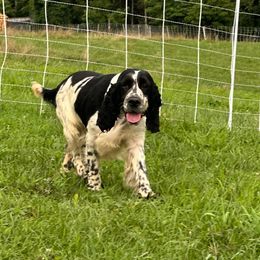Sprinkles - English Springer Spaniel