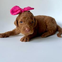 Pixie - Apricot female Goldendoodle puppy in Mount Pleasant, Tennessee from Doodle My Heart