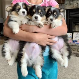 Pembroke Welsh Corgi Puppies from Nunas Corgis