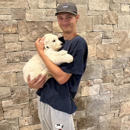 Golden Retriever Puppies from Evergreen Snow Doodles