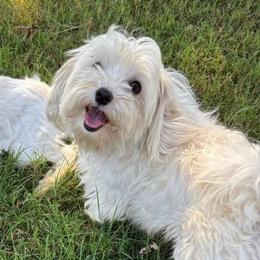 Murphy - Maltese
