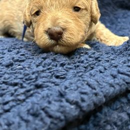 Boy Royal Blue - Apricot male Poodle puppy in Tupelo, Mississippi from Ruby D. Farms