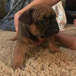 French Bulldog Puppies from PNW French Bulldogs