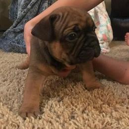 French Bulldog Puppies from PNW French Bulldogs