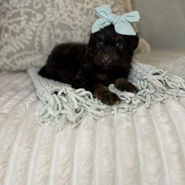Sunny - Red tri-color female Aussiedoodle puppy in Sweetwater, Florida from Sandy Snout Doodles