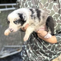 Growlith - Sable merle male Border Collie puppy in Madisonville, Kentucky from Parris Border Collies