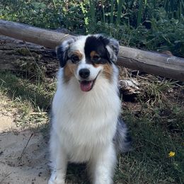 Elsa - Australian Shepherd