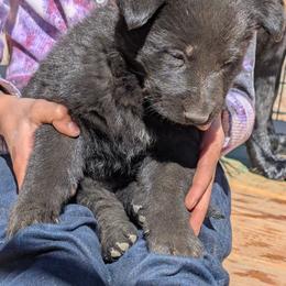 Purple - Black female German Shepherd puppy in Luna, New Mexico from Von De León German Shepherds
