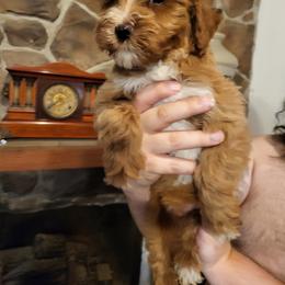 Australian Labradoodle, Bernedoodle, Goldendoodle, Poodle, and Sheepadoodle Puppies from Sutton Place Doodles