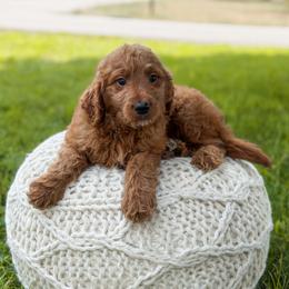 Turciose collar - Red  male Goldendoodle puppy in Spokane, Washington from Dream Doodles in Spokane WA