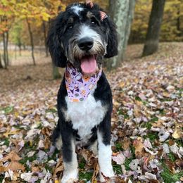 Bernedoodle puppies from Happy Valley Doodles