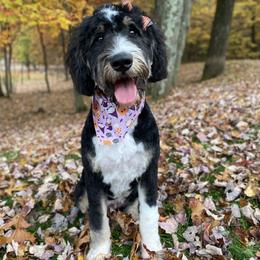 Bernedoodle puppies from Happy Valley Doodles