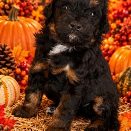 Diesel - Black and tan male Cavapoo puppy in Myrtle Beach, South Carolina from Colorful-K9'S