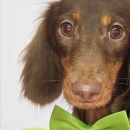 Dachshunds and Pomeranians from Precious Paws by Jai