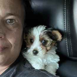 Yorkshire Terriers from Furlows La yorkies