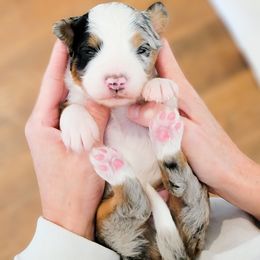 Aussiedoodle and Australian Shepherd Puppies from Western Doodles Utah