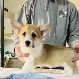 Pembroke Welsh Corgi Puppies from Blue Angel Kennels