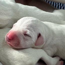 Black - White and black female Dalmatian puppy in Westhoff, Texas from Smart Dalmatians (LUA)