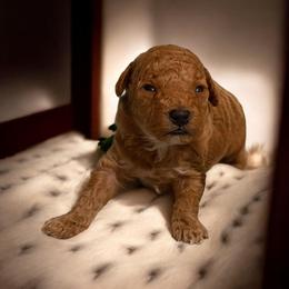 Tiny Bentley - Red  male Poodle puppy in Davie, Florida from Dave Poodles