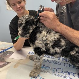 Goldendoodle Puppies from FurEver Friends Doodles