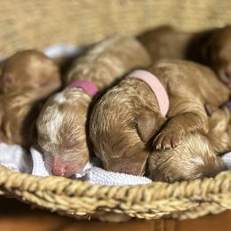 Cavapoos from Lucy Lou’s Cavapoos