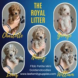 Aussiedoodle and Goldendoodle Puppies from Lee Family Puppies