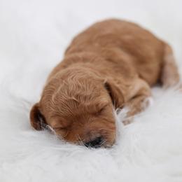 Orange collar - Apricot female Poodle puppy in Edmond, Oklahoma from The Redbud Roost